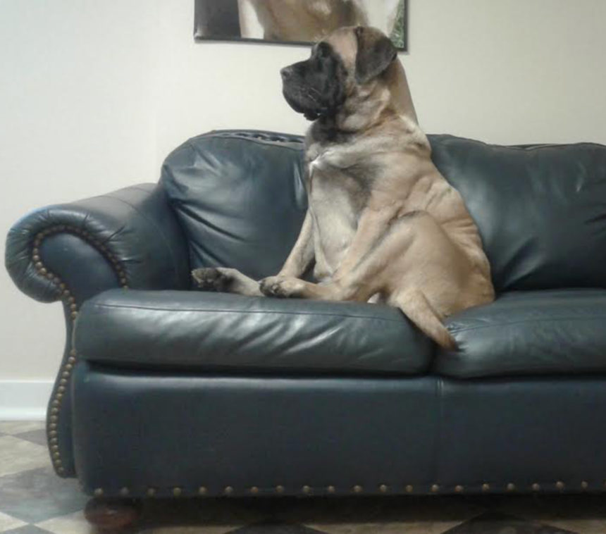 Gallery Greenwood Kennels