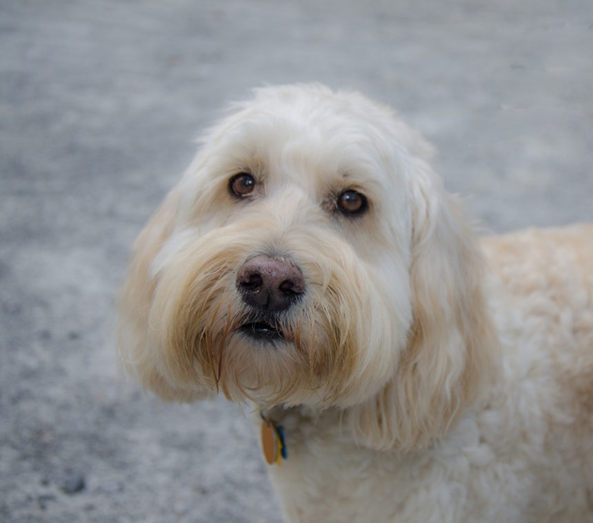 Gallery Greenwood Kennels